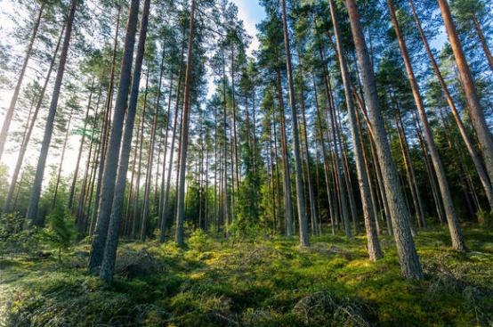 环保标杆！ Forest Film™ 薄膜标签引领减塑风潮 - 0925424.png