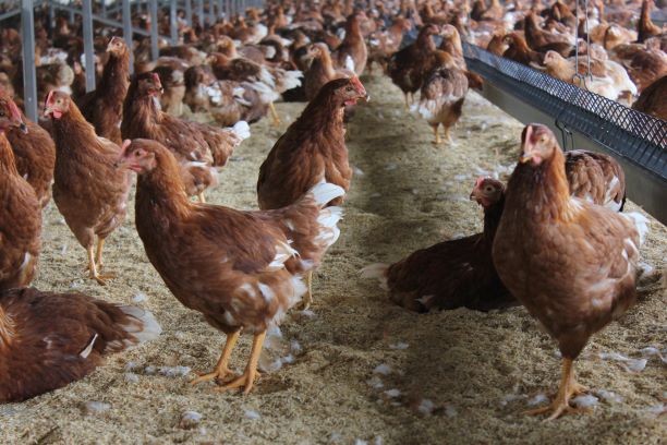 Cage-free hens.jpg