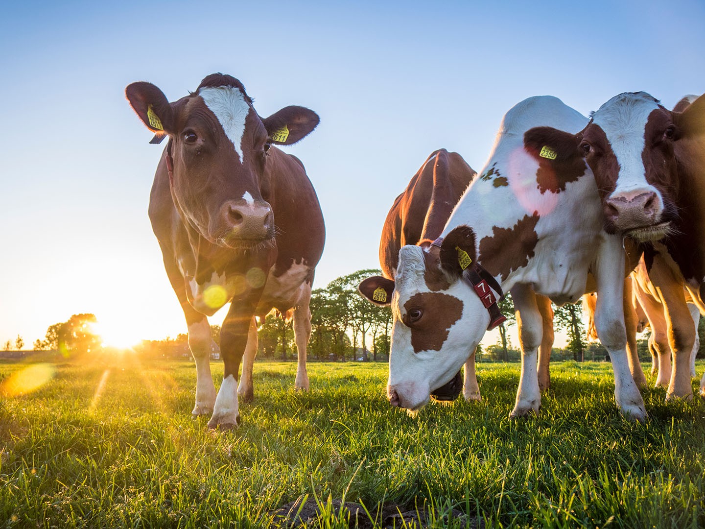 MO_GBL_2022_Farm_to_Fork_Dairy_LandingPage_picture1.jpg