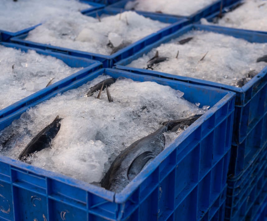Aquaculture3.jpg